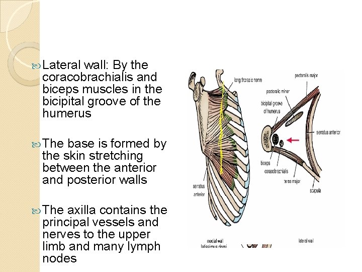  Lateral wall: By the coracobrachialis and biceps muscles in the bicipital groove of