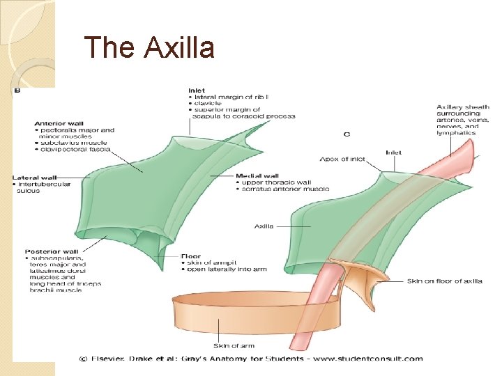 The Axilla 