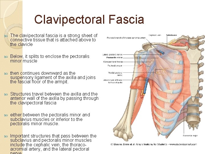 Clavipectoral Fascia The clavipectoral fascia is a strong sheet of connective tissue that is