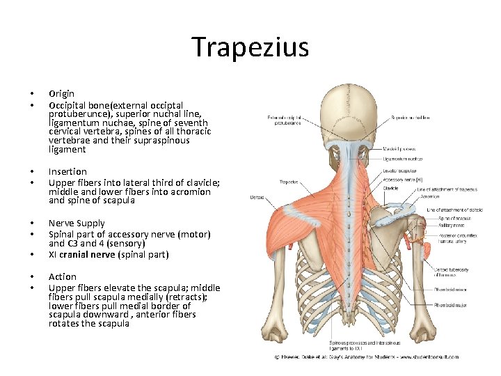 Trapezius • • Origin Occipital bone(external occiptal protuberunce), superior nuchal line, ligamentum nuchae, spine