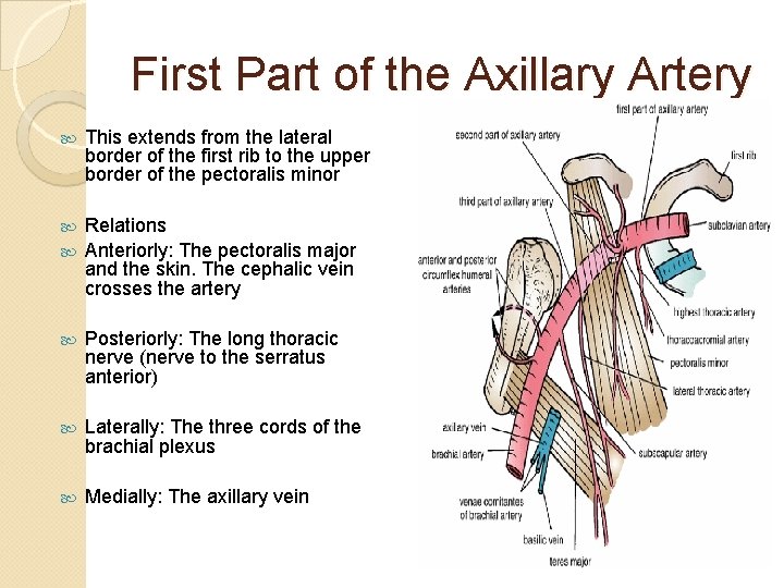 First Part of the Axillary Artery This extends from the lateral border of the