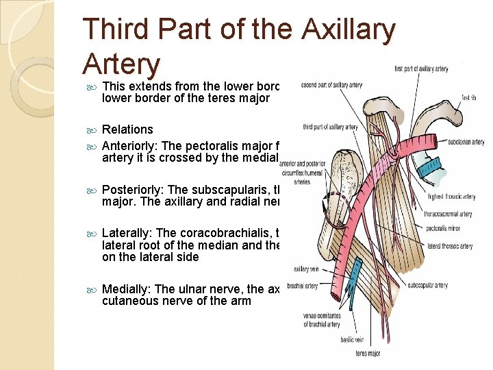 Third Part of the Axillary Artery This extends from the lower border of the