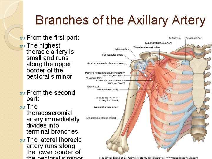 Branches of the Axillary Artery From the first The highest part: thoracic artery is