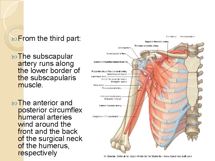 From the third part: The subscapular artery runs along the lower border of