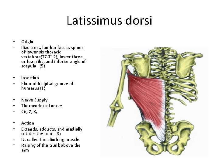 Latissimus dorsi • • Origin Iliac crest, lumbar fascia, spines of lower six thoracic