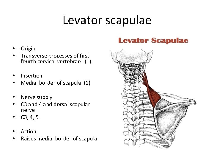 Levator scapulae • Origin • Transverse processes of first fourth cervical vertebrae (1) •