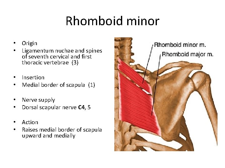 Rhomboid minor • Origin • Ligamentum nuchae and spines of seventh cervical and first