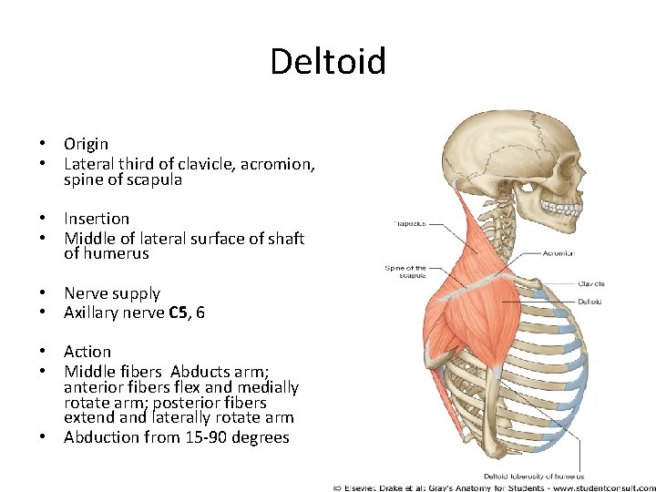 Deltoid • Origin • Lateral third of clavicle, acromion, spine of scapula • Insertion