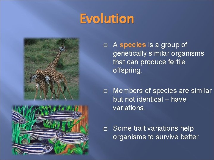 Evolution A species is a group of genetically similar organisms that can produce fertile