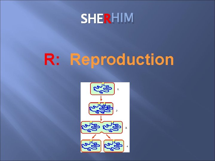 SHER HIM R: Reproduction SHER HIM R: Reproduction