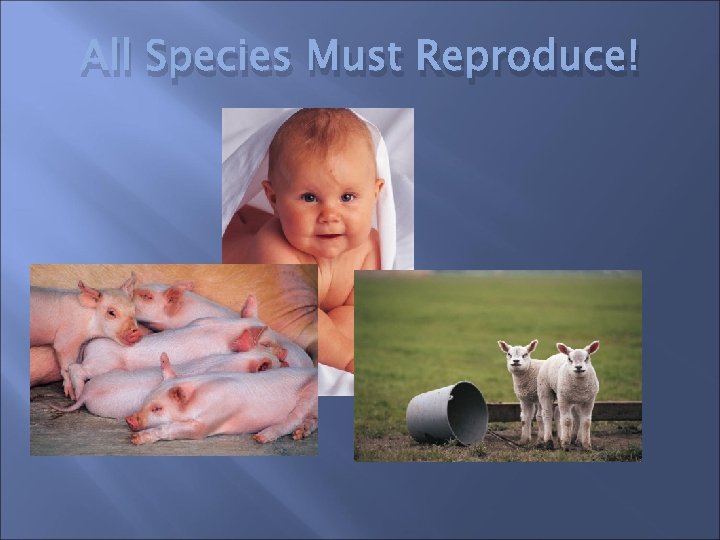 All Species Must Reproduce! 