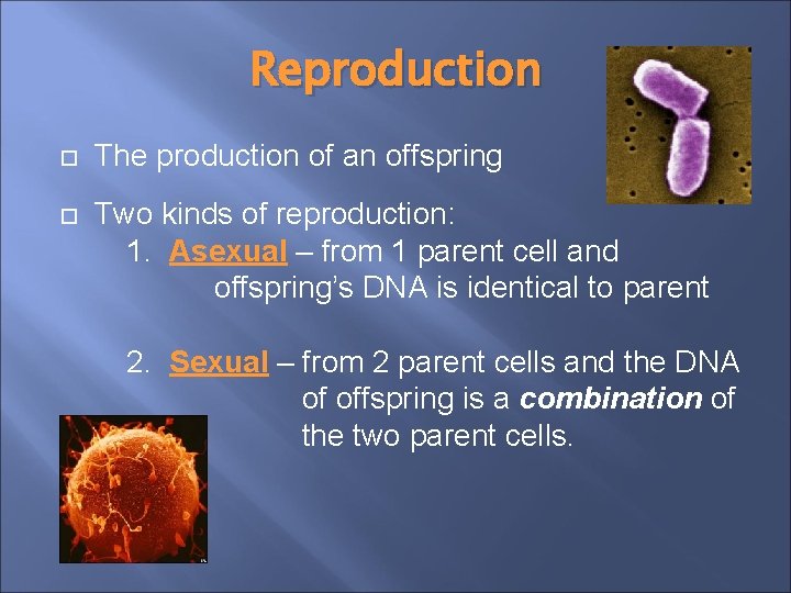 Reproduction The production of an offspring Two kinds of reproduction: 1. Asexual – from