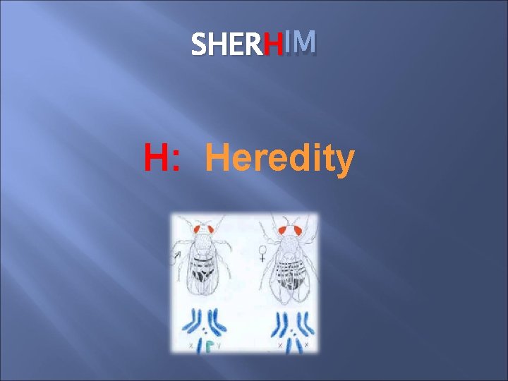 SHERH IM H: Heredity 