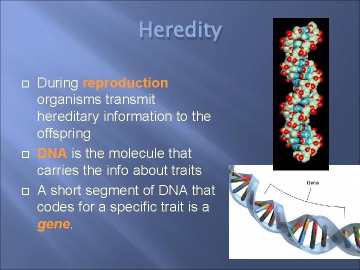 Heredity During reproduction organisms transmit hereditary information to the offspring DNA is the molecule Heredity During reproduction organisms transmit hereditary information to the offspring DNA is the molecule