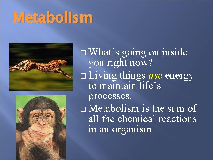 Metabolism What’s going on inside you right now? Living things use energy to maintain Metabolism What’s going on inside you right now? Living things use energy to maintain