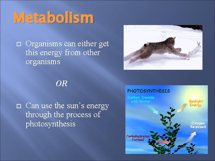 Metabolism Organisms can either get this energy from other organisms OR Can use the Metabolism Organisms can either get this energy from other organisms OR Can use the