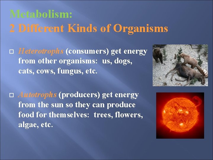 Metabolism: 2 Different Kinds of Organisms Heterotrophs (consumers) get energy from other organisms: us, Metabolism: 2 Different Kinds of Organisms Heterotrophs (consumers) get energy from other organisms: us,