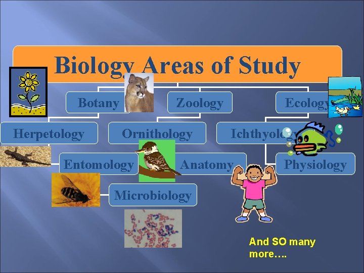 Biology Areas of Study Botany Herpetology Zoology Ornithology Entomology Ecology Ichthyology Anatomy Physiology Microbiology