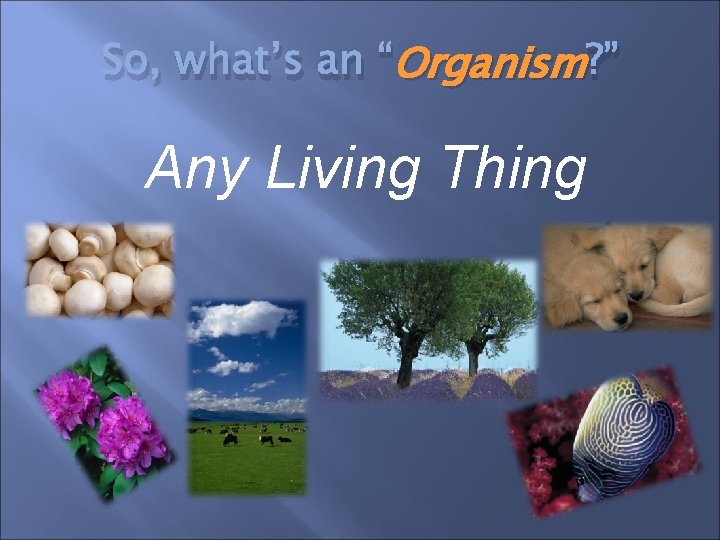 So, what’s an “Organism ? ” Any Living Thing So, what’s an “Organism ? ” Any Living Thing