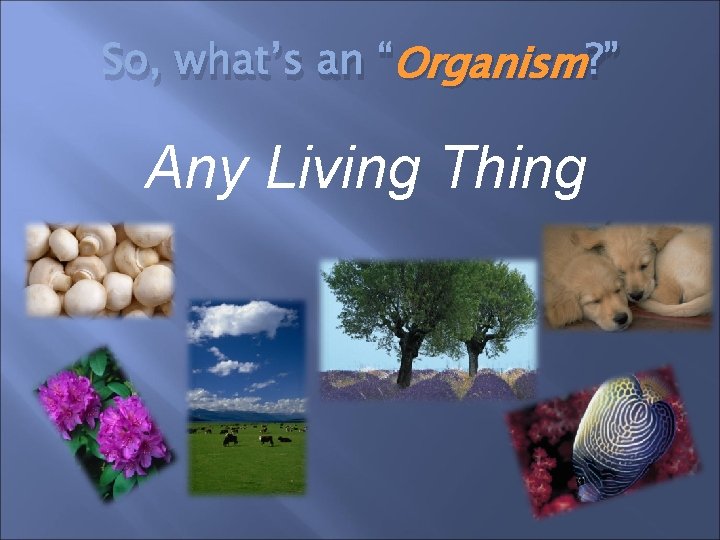 So, what’s an “Organism ? ” Any Living Thing 