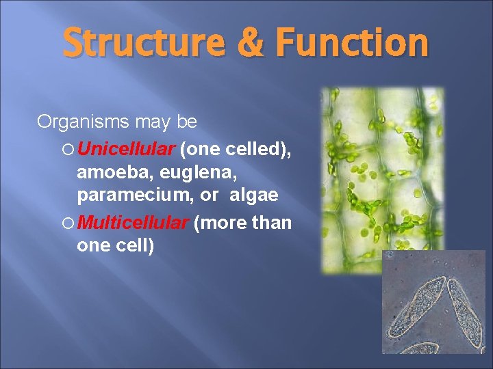 Structure & Function Organisms may be Unicellular (one celled), amoeba, euglena, paramecium, or algae