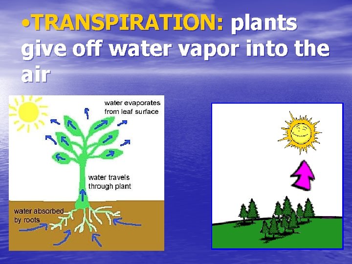  • TRANSPIRATION: plants give off water vapor into the air 