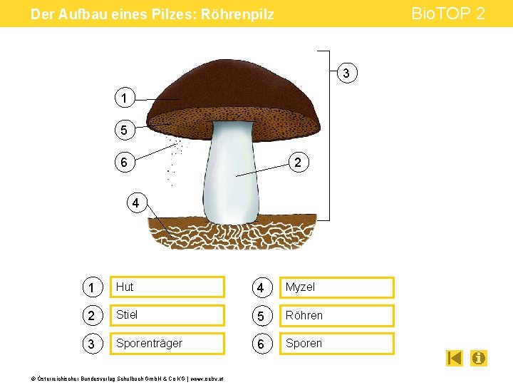 Bio. TOP 2 Der Aufbau eines Pilzes: Röhrenpilz 3 1 5 2 6 4