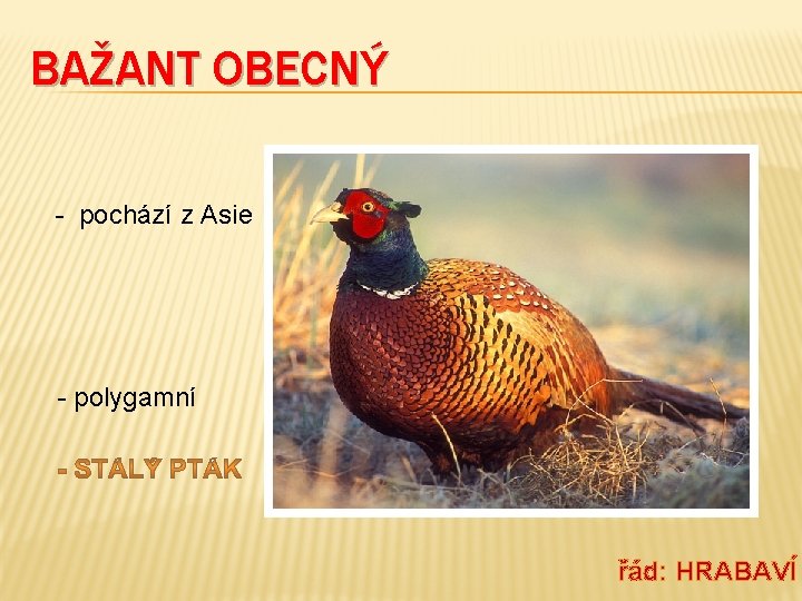 BAŽANT OBECNÝ - pochází z Asie - polygamní řád: HRABAVÍ 