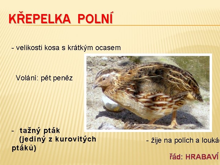 KŘEPELKA POLNÍ - velikosti kosa s krátkým ocasem Volání: pět peněz - tažný pták