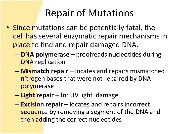 Repair of Mutations • Since mutations can be potentially fatal, the cell has several
