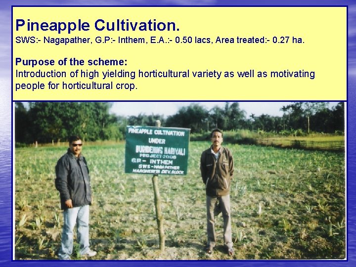 Pineapple Cultivation. SWS: - Nagapather, G. P: - Inthem, E. A. : - 0.