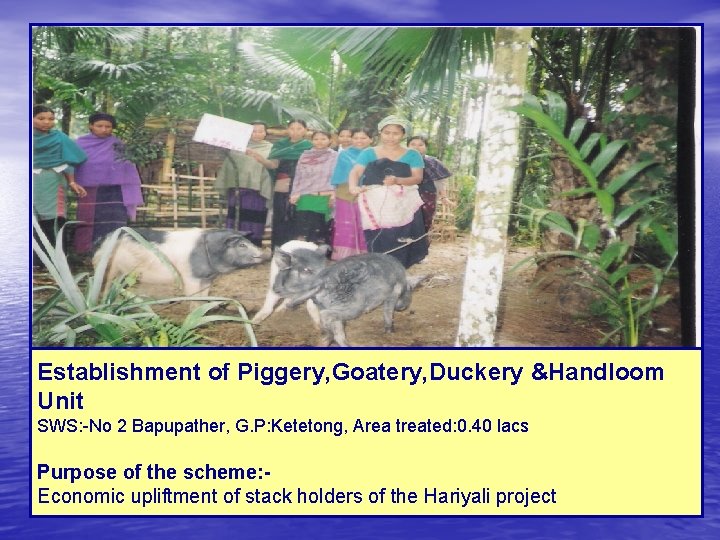 Establishment of Piggery, Goatery, Duckery &Handloom Unit SWS: -No 2 Bapupather, G. P: Ketetong,