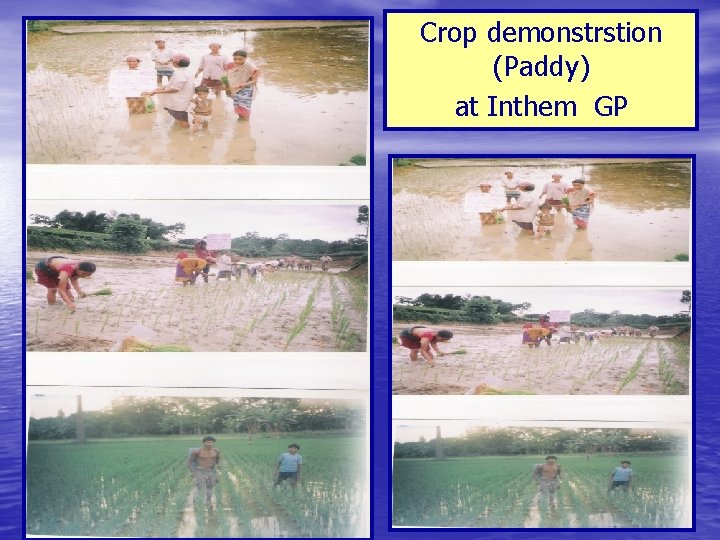Crop demonstrstion (Paddy) at Inthem GP 