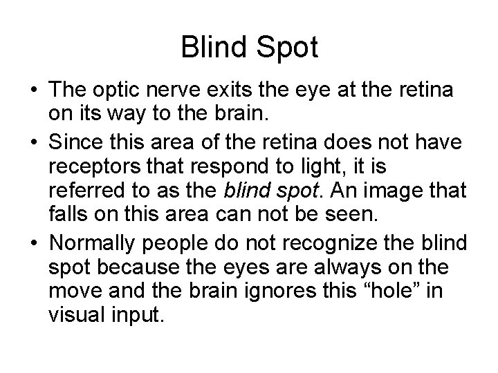 Blind Spot • The optic nerve exits the eye at the retina on its