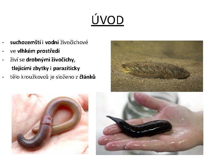 ÚVOD - suchozemští i vodní živočichové ve vlhkém prostředí živí se drobnými živočichy, tlejícími