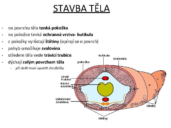 STAVBA TĚLA - na povrchu těla tenká pokožka na pokožce tenká ochranná vrstva- kutikula