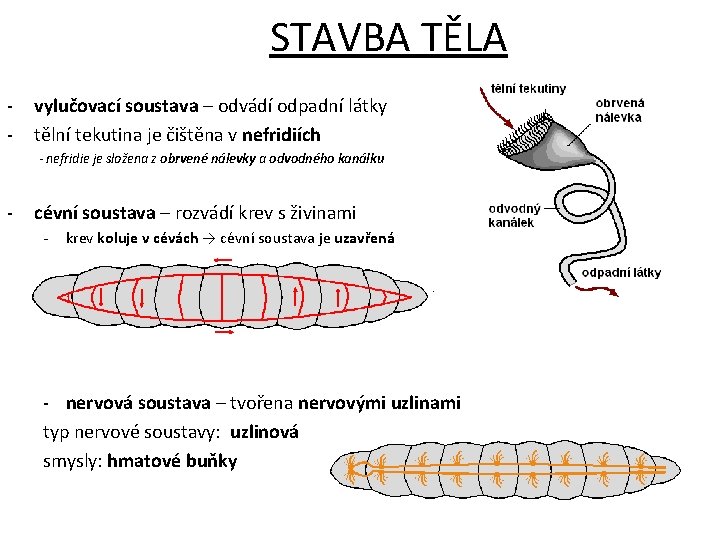 STAVBA TĚLA - vylučovací soustava – odvádí odpadní látky tělní tekutina je čištěna v