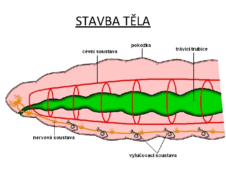 STAVBA TĚLA 