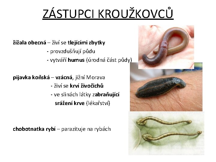 ZÁSTUPCI KROUŽKOVCŮ žížala obecná – živí se tlejícími zbytky - provzdušňují půdu - vytváří