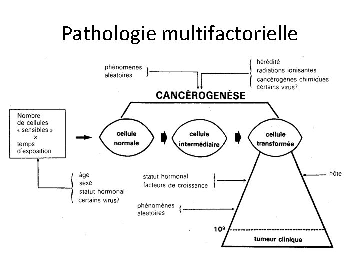 Pathologie multifactorielle 