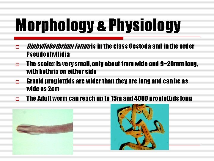 Morphology & Physiology o o Diphyllobothrium latum is in the class Cestoda and in