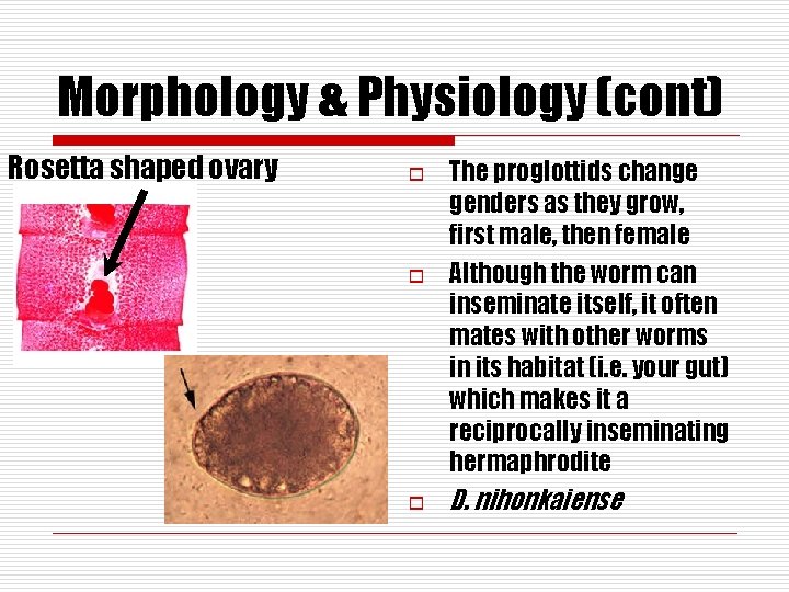 Morphology & Physiology (cont) Rosetta shaped ovary o o o The proglottids change genders
