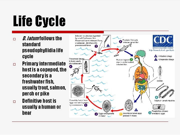 Life Cycle o o o D. latum follows the standard pseudophyllidia life cycle Primary
