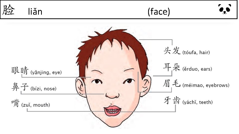 脸 liǎn (face) 