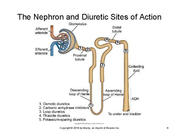 The Nephron and Diuretic Sites of Action Copyright © 2014 by Mosby, an imprint