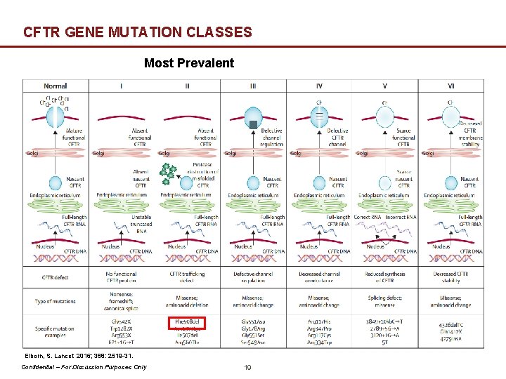 CFTR GENE MUTATION CLASSES Most Prevalent Elborn, S. Lancet 2016; 388: 2519 -31. Confidential