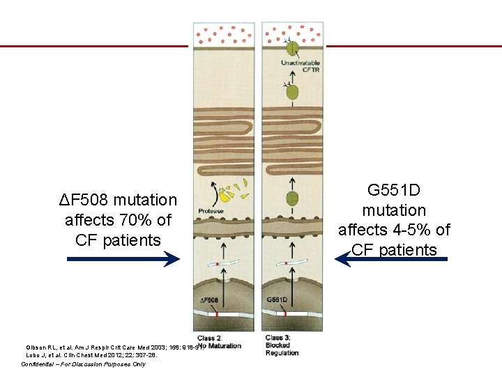 ΔF 508 mutation affects 70% of CF patients G 551 D mutation affects 4