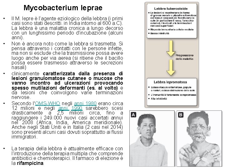 Mycobacterium leprae • • • Il M. lepre è l’agente eziologico della lebbra (i