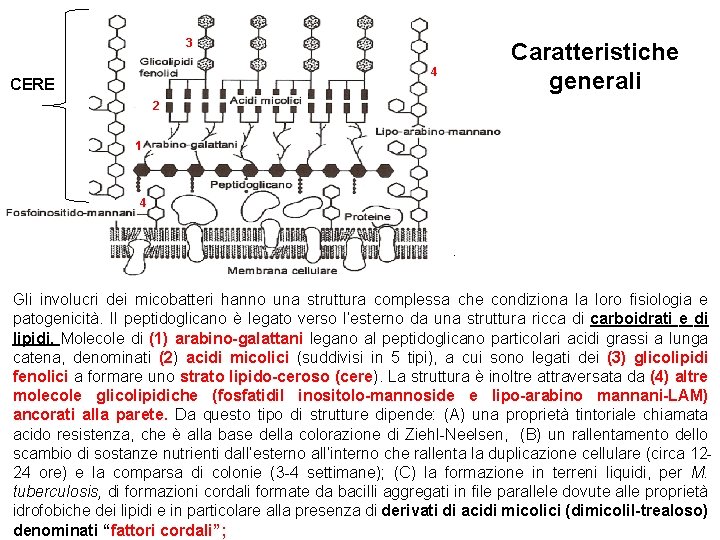 3 Caratteristiche generali 4 CERE 2 1 4 . Gli involucri dei micobatteri hanno