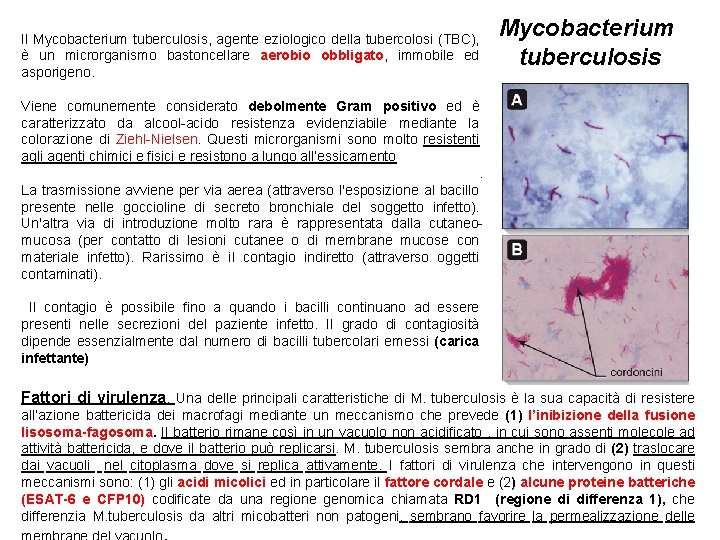 Il Mycobacterium tuberculosis, agente eziologico della tubercolosi (TBC), è un microrganismo bastoncellare aerobio obbligato,